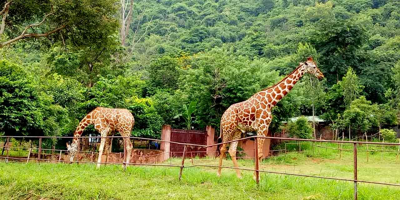 Indira Gandhi Zoological Park Vizag (Timings, Entry Fee, Safari, Images